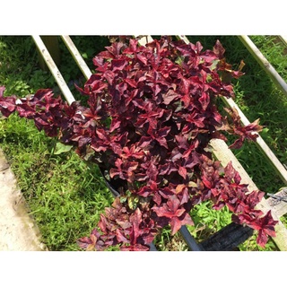 Cây ruby lá đỏ trồng công trình, cảnh quan sân vườn
