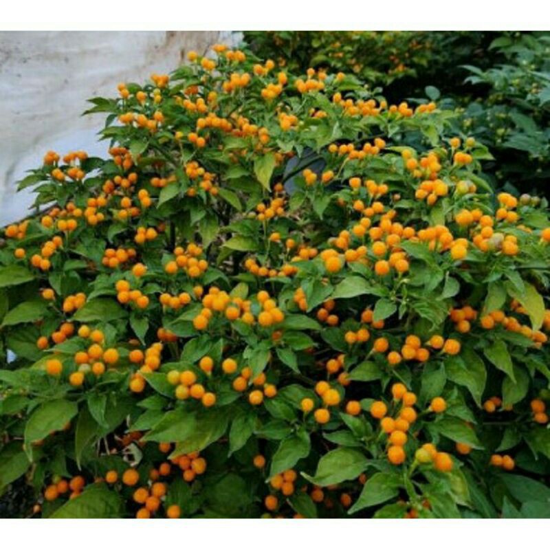 5h hạt giống ớt Aji charapita mắc nhất thế giới