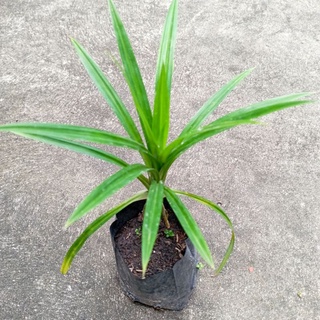 Cây lá dứa, cây lá nếp cao 20-25cm