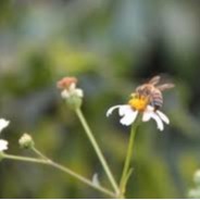 mật ong hoa cỏ kim (xuyến chi) 1400gam | BigBuy360 - bigbuy360.vn