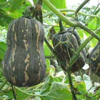 20 hạt giống bí siêu quả