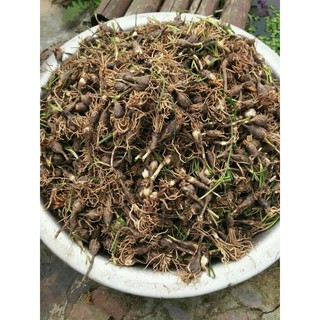 Củ hoa huệ mưa
