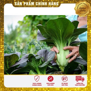 Hạt giống Cải chit