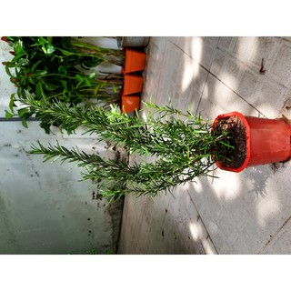 Cây hương thảo (freeship)