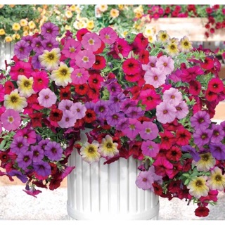 Hạt giống Dạ Yến Thảo mix CH 🌷