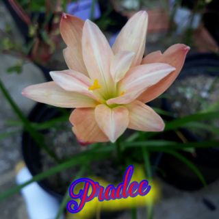 1 củ huệ mưa kép