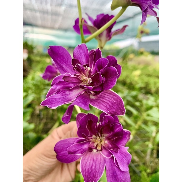 Denro Hoa Hồng đang nụ