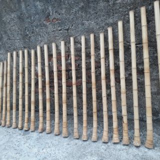 Phôi tiêu trúc bạch