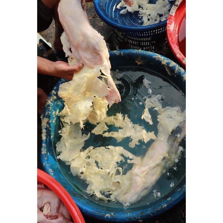 SÁP Làm Lông Gà Vịt , lu quay vịt gà ,giadungdoci