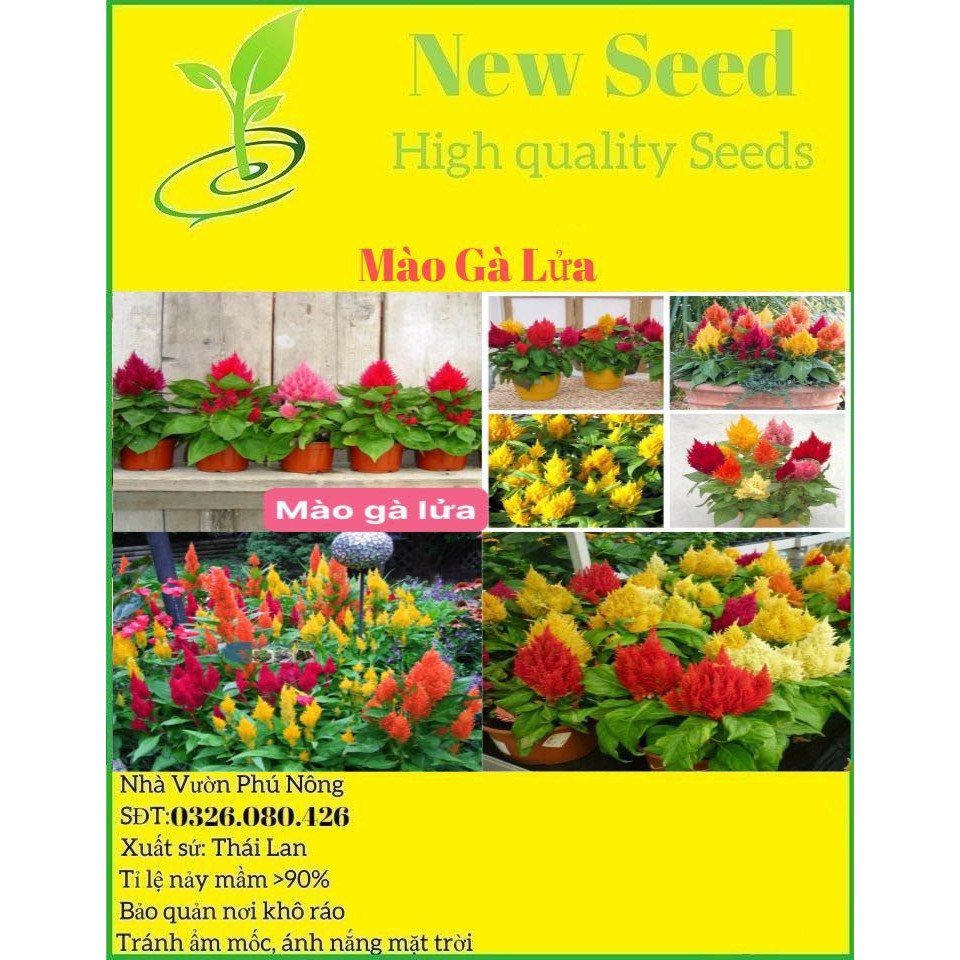 [Gói 200 hạt] Hạt Giống Hoa Mào Gà Lửa F1 Hạt Chất Lượng Dễ Trồng Hoa Nở Siêu Đẹp Mix nhiều màu