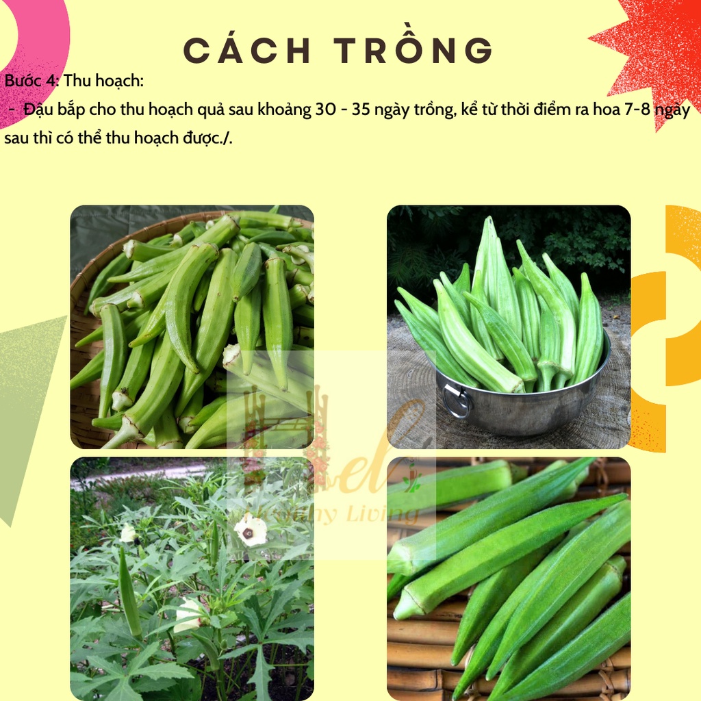 Hạt Giống Đậu Bắp 5 Cạnh Trái Trắng Cây Lùn - Trồng Hạt Giống Rau Củ Quả Bằng Đất Sạch, Xơ Dừa, Mùn Dừa Và Phân Bón