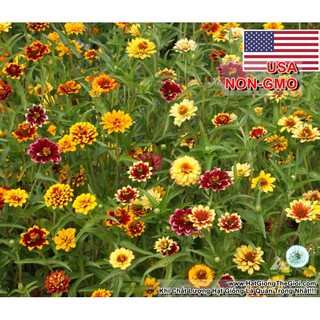 0.5GR 300.HẠT Hạt Giống Cúc Lá Nhám Lùn Siêu Chịu Nhiệt Cực Dễ Trồng (| -KD: B42*V73)