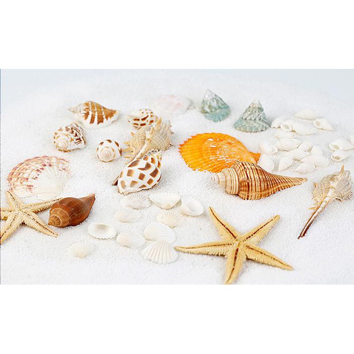 Vỏ Ốc Và Sao Biển Trang Trí Chụp Ảnh