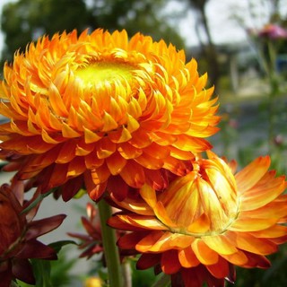 30 HẠT GIỐNG HOA BẤT TỬ NHIỀU MÀU