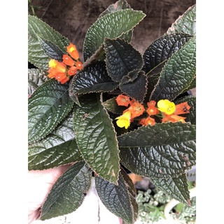 Cây hoa Hải đường