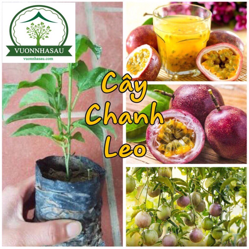 Mua 1 tặng 1 Cây Chanh Leo