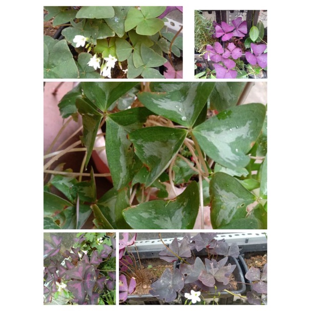 oxalis bướm đêm
