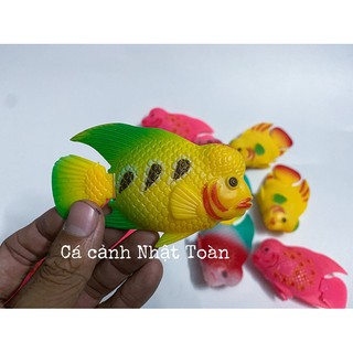 CÁ LA HÁN GIẢ LỚN LÀM CÁ KÈ CHO LA HÁN (MÀU NGẪU NHIÊN)