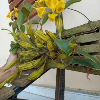 Hoa Lan rừng nhiều loại