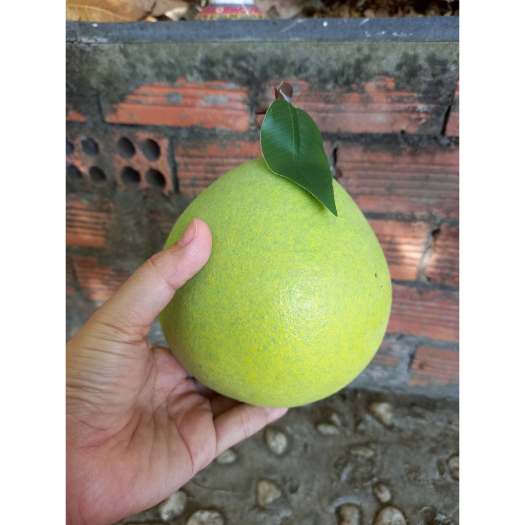 1 Quả bưởi giả giống như thật - trái cây giả - Hương Flower