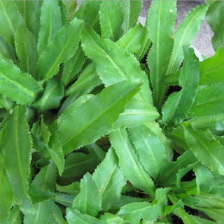 HẠT RAU NGÒ GAI - GÓI 3 GRAM