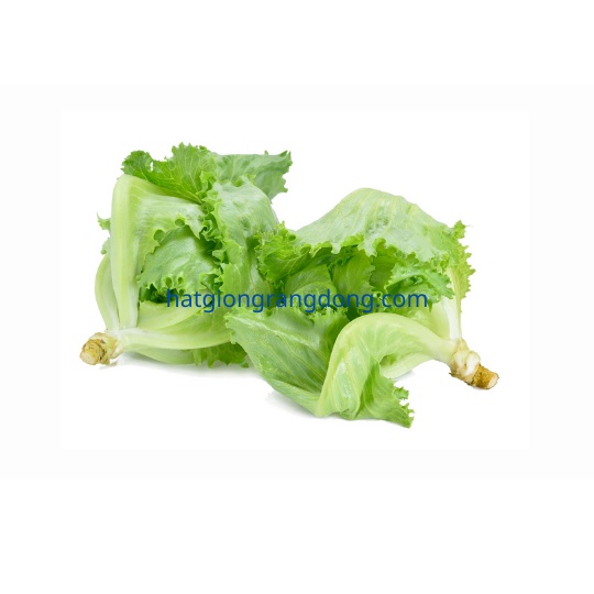 Hạt Giống Iceberg 532 (2gr)