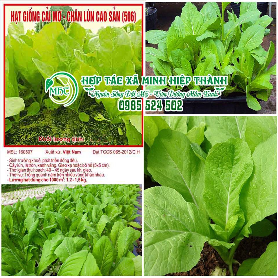 Hạt giống cải mơ