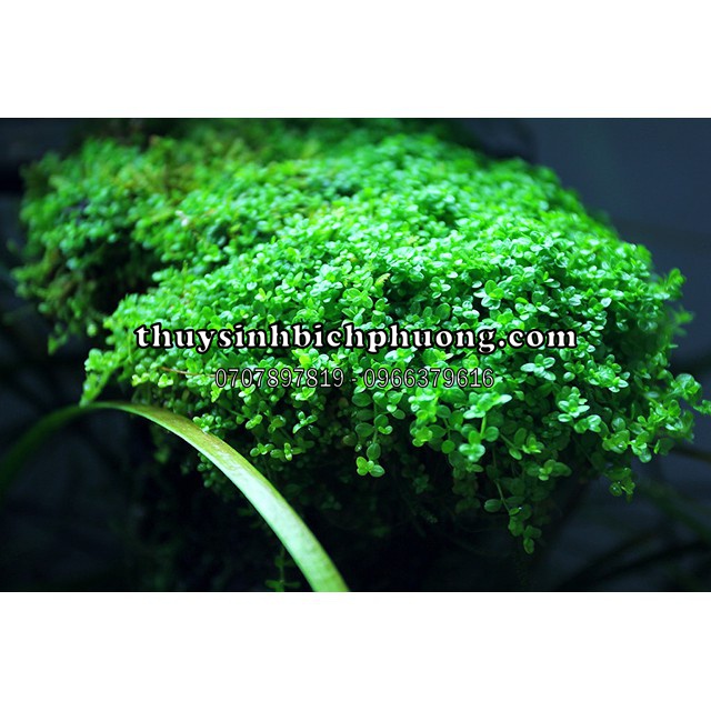 TRÂN CHÂU CUBA - HỦ 1 TẤC 10.10 CM | CU BA CÂY THỦY SINH TRỒNG TIỀN CẢNH | DÁN ĐÁ LŨA CẮM NỀN HỒ THUỶ SINH