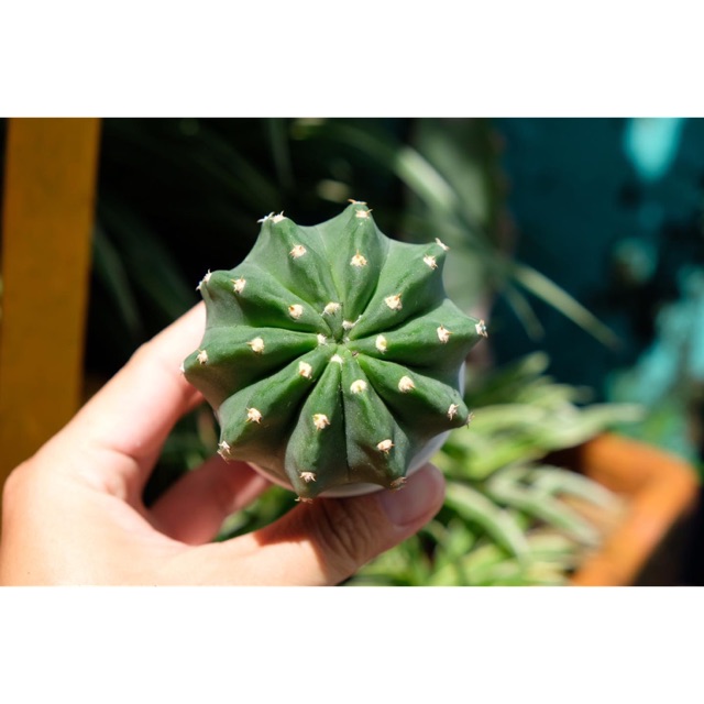 XƯƠNG RỒNG ECHINO HOA MÀU