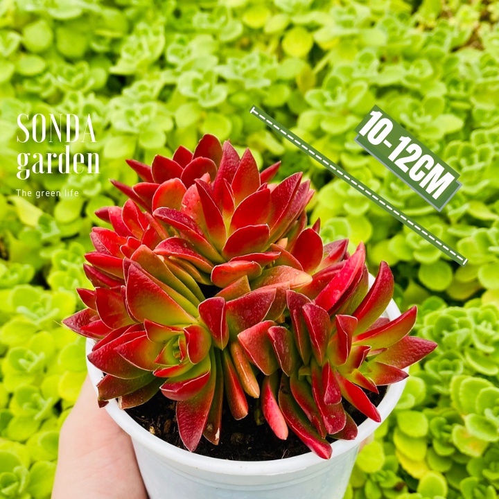 Sen đá tứ phương tím SONDA GARDEN size trung bình 10-12cm, xuất xứ Đà Lạt, khoẻ đẹp, lỗi 1 đổi 1