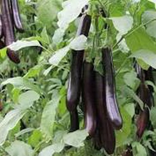 Gói 30 hạt giống cà tím dài đen