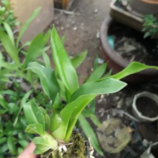 Lan hoàng hậu giống