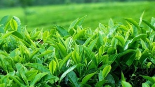 100g Trà xanh gạo lứt rang ( trà gạo rang)