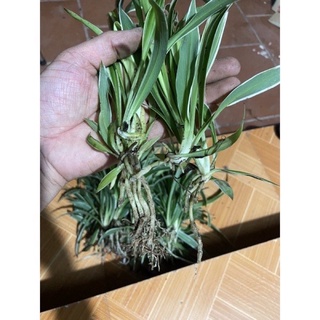 lan chi (cây có rễ)