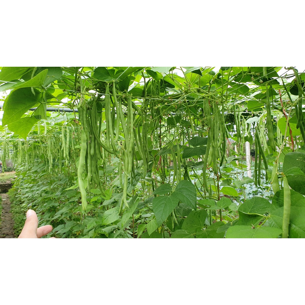 Hạt giống Đậu Cove cao sản VA.799 Hạt nâu hoa tím 400 gam