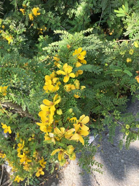 Mai Kim Hoàng... siêu hoa