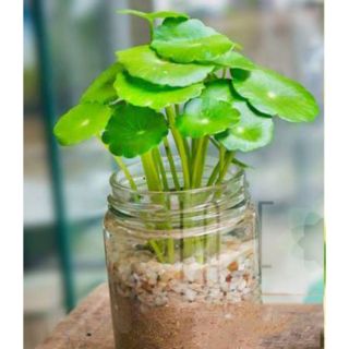 Cỏ đồng tiền