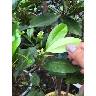 Cherry brazil chịu nhiệt