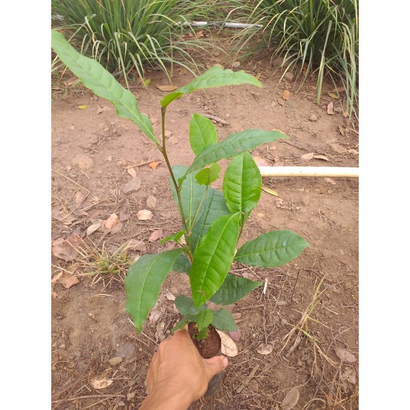 Cây trà xanh, chè tươi - cây cao 35-40cm