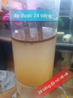Artemia ấp nở lon đỏ 50g