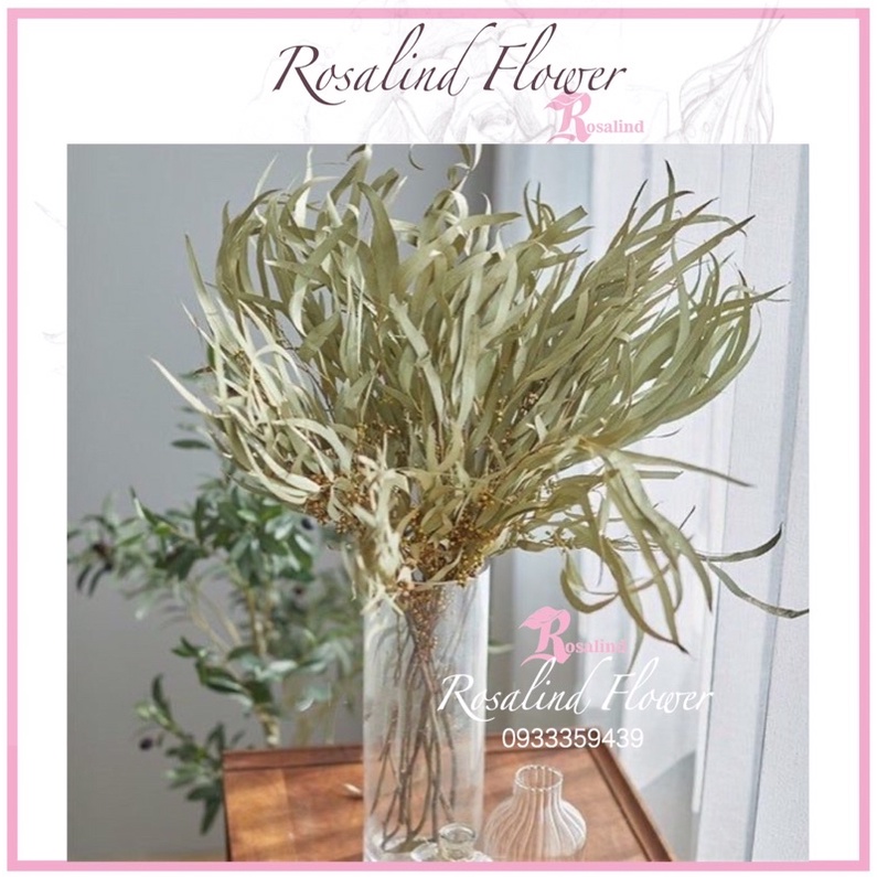 Lá bạch đàn khô tự nhiên hoa khô Bắc Âu đơn giản lá bạch đàn khô trang trí deco siêu đẹp