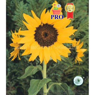50.Hat Hạt Giống Hoa Hướng Dương Lùn Bông 12cm F1Pro TG141 (TLB2| -KD: B16*X65)