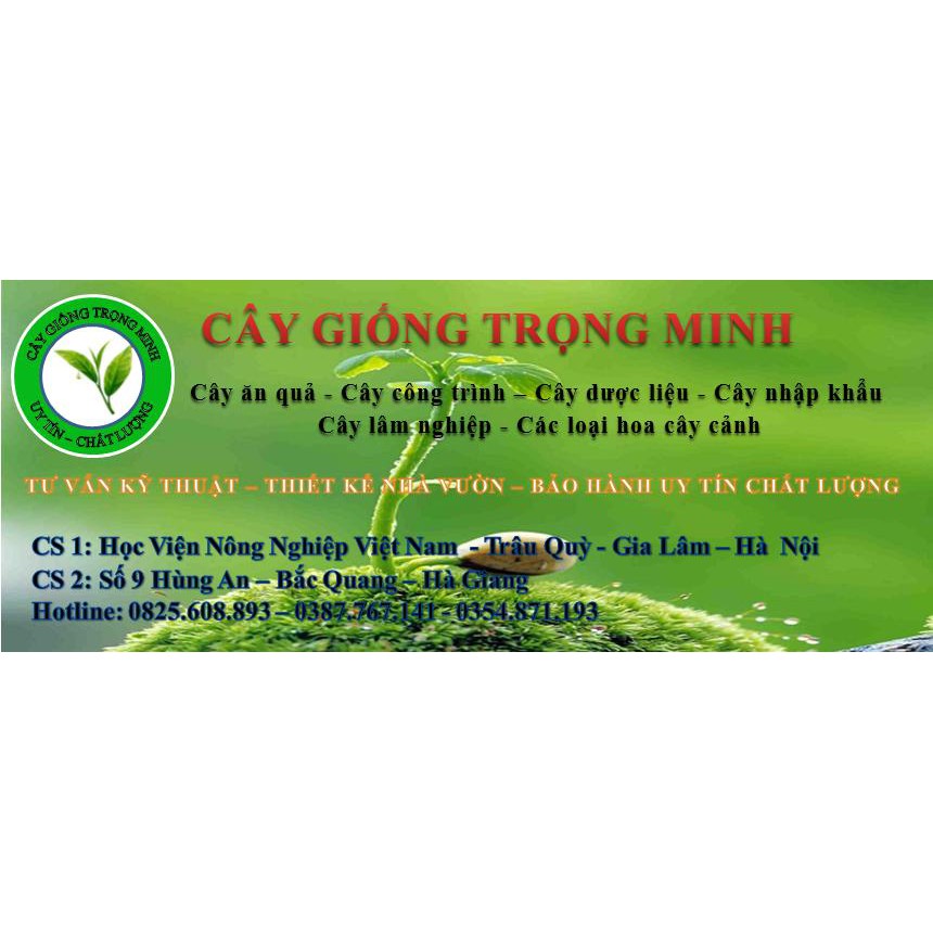 Combo của khách hồng táo, táo đỏ, lê vàng, đào nhật, cherry anh đào, mận tam hoa