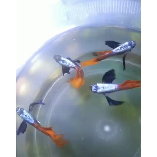 1 cặp cám Inve 3/5 Dumbo Redtail