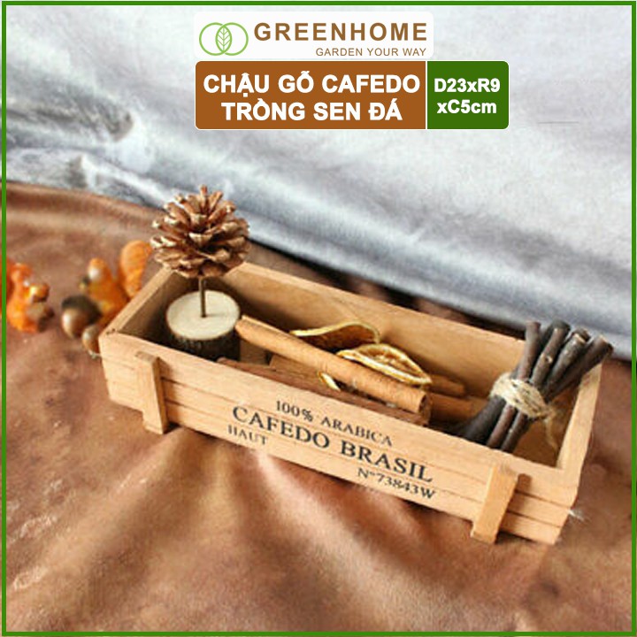 Chậu gỗ trồng sen đá Cafedo, D23xR9xC5cm, màu gỗ, trang trí cây cảnh để bàn, xương rồng |Greenhome