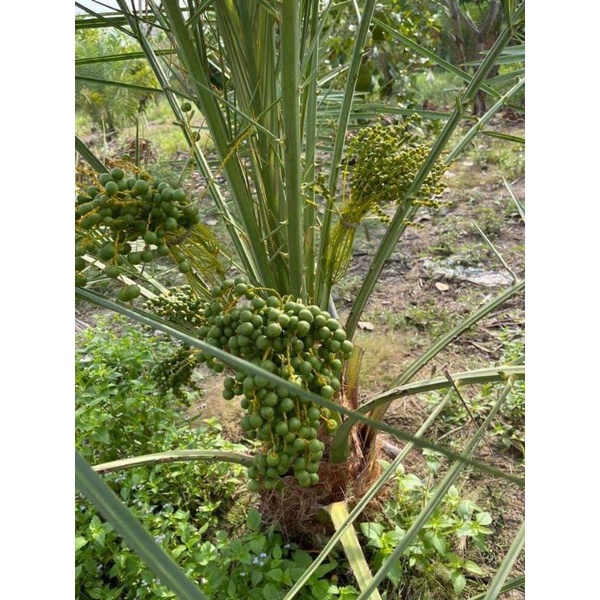 Giống Chà Là Trung Đông
