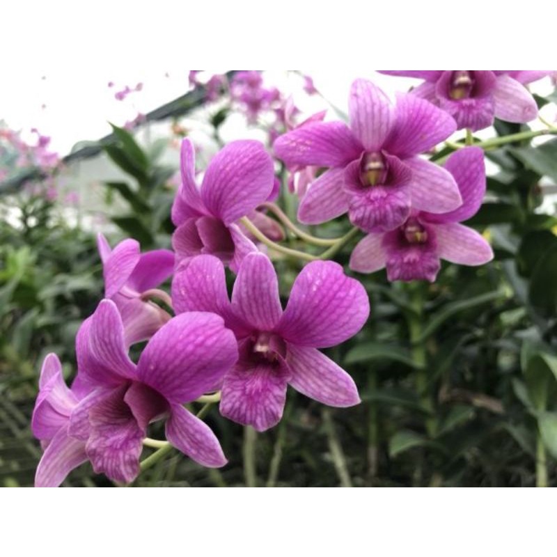 10 Cây lan denro giống- Mua 10 tặng 1  - Cây Khỏe cao 20cm