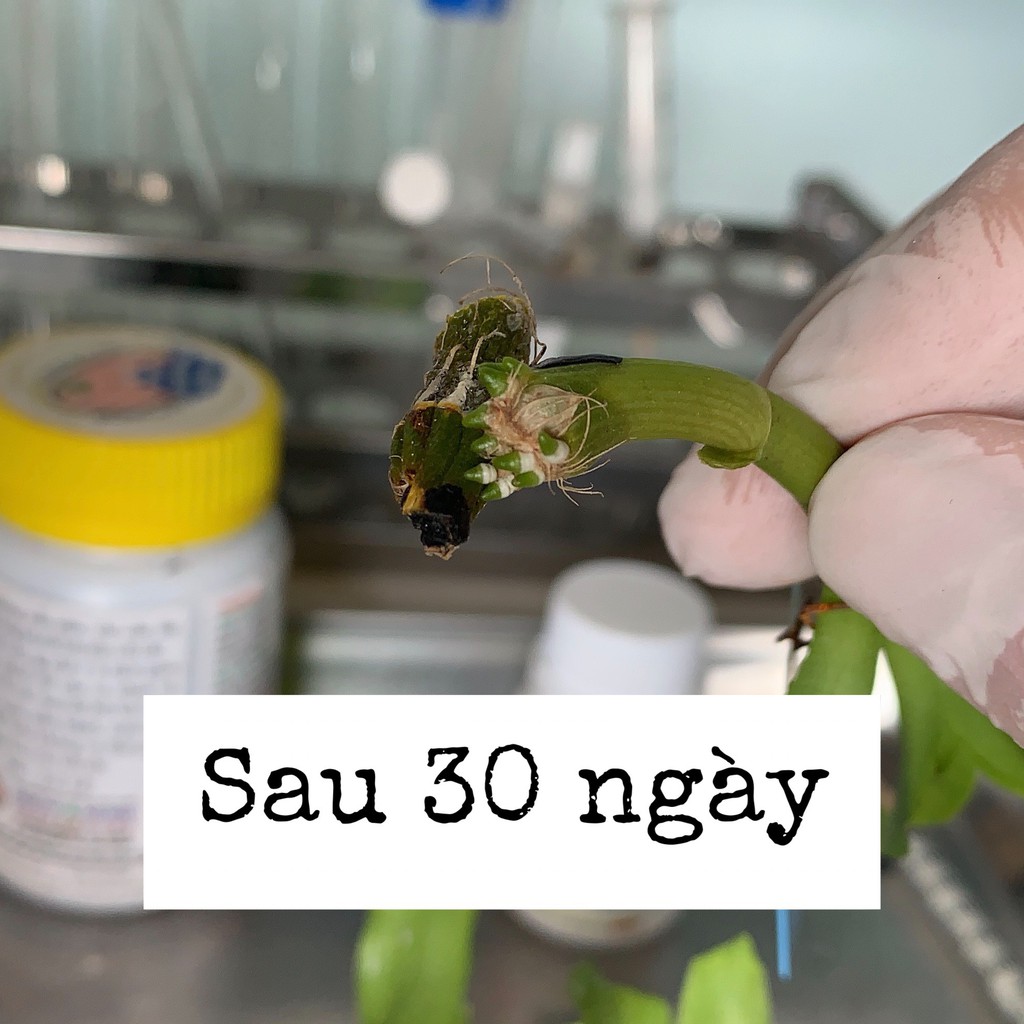 Auxin, siêu rễ, ép ra rễ cho lan 100%