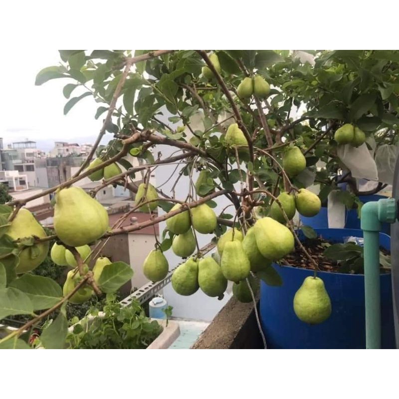 Giống Ổi Lê Trồng Chậu