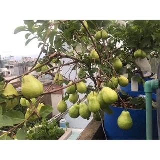 Giống ổi lê trồng chậu